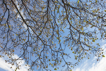 Tree branches with fresh green leaves against blue spring sky. spring greenery, seasonal renewal and natures awakening. For sesonal backgrounds, mindfulness content, and spring greeting cards