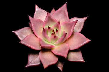 Close up top view of Echeveria Agavoides Romeo Rubin succulent plant, beautiful flower in red pinky...