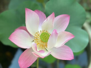 Fototapeta premium Lotus flower (Lotus or Nelumbo)