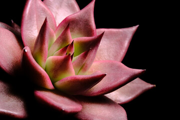 Close up top side view of Echeveria Agavoides Romeo Rubin succulent plant, beautiful flower in red pinky gradation color. Isolated in black backgrounds