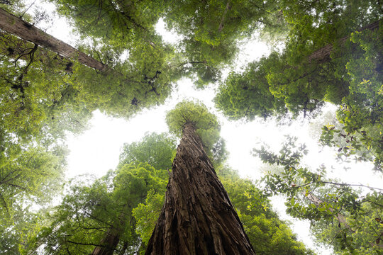 Looking up into the sky in the redwood national park  - Powered by Adobe