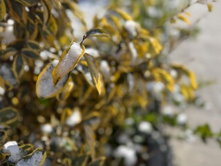 Gold Taflan (Euonymus Japonicus Aurea) plant and snow in winter. Microphyllus Aureovariegatus shrub. Japanese spindle tree or Golden Euonymus japonicus. Selective focus.