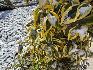 Obraz premium Gold Taflan (Euonymus Japonicus Aurea) plant and snow in winter. Microphyllus Aureovariegatus shrub. Japanese spindle tree or Golden Euonymus japonicus. Selective focus.