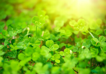 Patrick Day decorated shamrock leave copy space background for design Patrick Day discount sale post