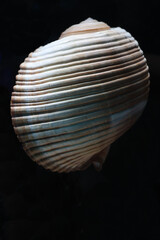 shell on black background