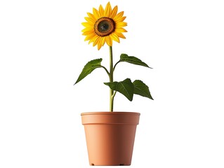 Obraz premium Single Sunflower Growing in a Brown Pot against a White Background Botanical Beauty Displayed