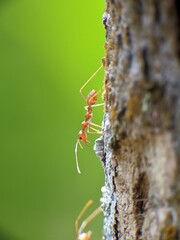 Weaver ants or Oecophylla are walking on a tree trunk