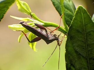 Sangit grasshopper (Leptocorisa oratorius) on orange leaves with blurred background