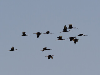 A flock of Glossy Ibis in flight, mostly silhouetted but with their wings catching a little sunlight