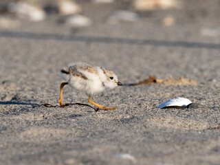A fluffy Piping Plover fledgling investigating a shell on a sandy beach
