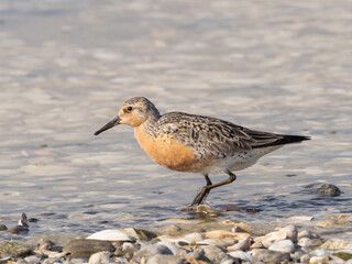 A Red Knot in alternate, summer plumage feeding at the water's edge