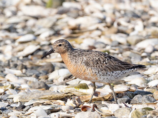 A Red Knot molting into alternate summer plumage and walking across a shell-covered beach