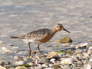 A Red Knot in alternate, summer plumage feeding at the water's edge