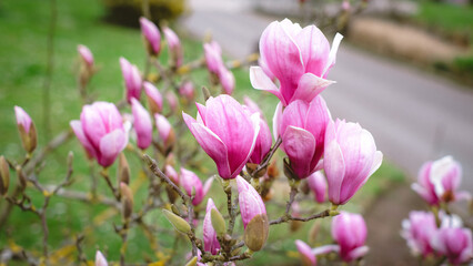 Fototapeta premium A bunch of pink magnolia flowers are blooming on a tree.