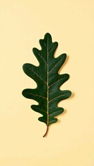 Fototapeta premium An oak leaf on yellow background 