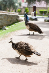 Two peafowls walking on a sunlit path in a historic park.