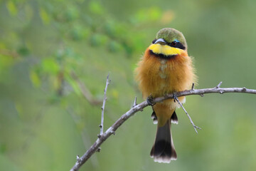 Zwergspint / Little bee-eater / Merops pusillus