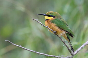 Fototapeta premium Zwergspint / Little bee-eater / Merops pusillus