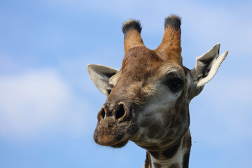 Giraffe / Giraffe / Giraffa camelopardalis