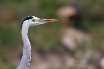 Afrikanischer Graureiher / Grey heron / Ardea cinerea