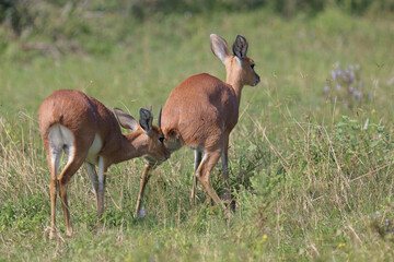 Afrikanischer Steinbock / Steenbok / Raphicerus campestris.
