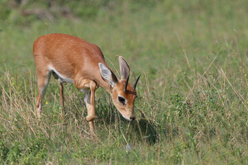 Afrikanischer Steinbock / Steenbok / Raphicerus campestris