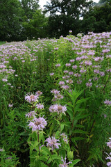 flowers in the garden