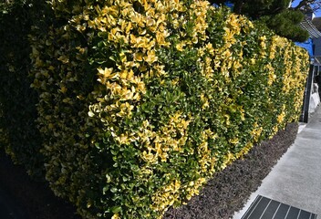 A hedge of Euonymus japonicus var. aurea. Celastraceae evergreen shrub. It tolerates pruning well and grows densely, making it an ideal hedge.