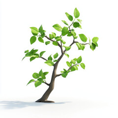 Fototapeta premium Elegant Bonsai Tree with Green Leaves on White Background