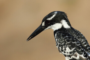 Graufischer / Pied kingfisher / Ceryle rudis