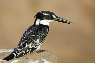 Graufischer / Pied kingfisher / Ceryle rudis