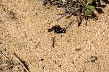 Meat Ant (Iridomyrmex purpureus) carrying earwig claw to nest, South Australia