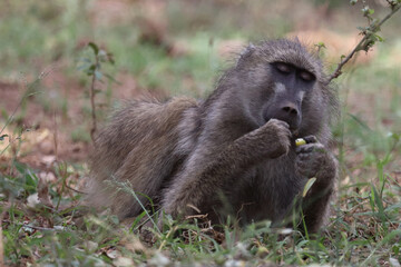 Bärenpavian / Chacma baboon / Papio ursinus