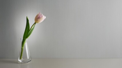 美しくて可憐なチューリップの花が一本だけ、コピースペース