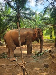 Feeding Elephants in Krabi, Thailand 