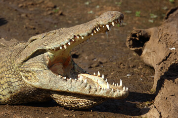 Nilkrokodil / Nile crocodile / Crocodylus niloticus..