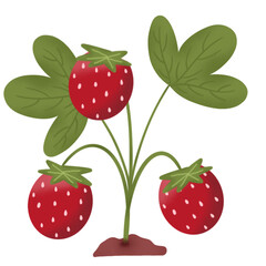 set of strawberries isolated