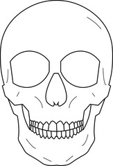 The Illustration of human head skeleton