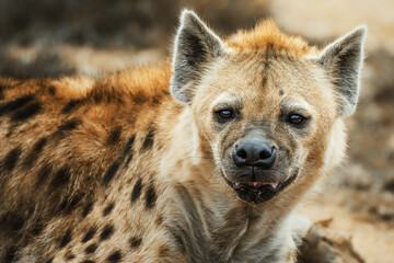 Spotted Hyena (Crocuta crocuta) detail portrait