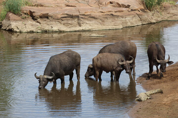 Kaffernbüffel und Nilkrokodil / African buffalo and Nile crocodile / Syncerus caffer et Crocodylus...