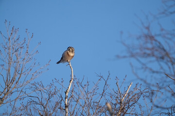 hawk owl relaxing in the sun of a frigid winters day