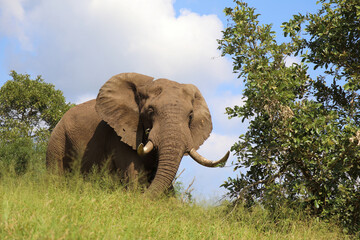 Afrikanischer Elefant / African elephant / Loxodonta africana....