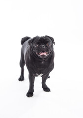 black pug dog isolated on a white background. studio shot. pet photography