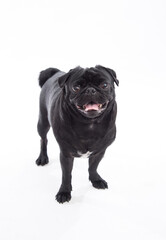 black pug dog isolated on a white background. studio shot. pet photography