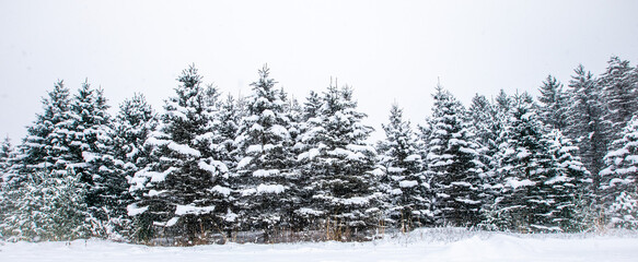 Wisconsin pine trees covered with snow in a February snowstorm