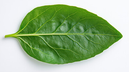 Obraz premium Fresh Green Leaf on White Background Isolated for Nature Themes