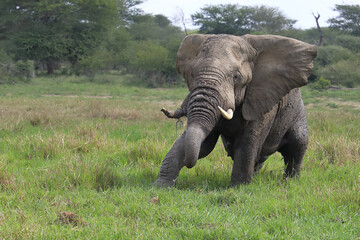 Afrikanischer Elefant im Schlamm / African elephant in the mud / Loxodonta africana