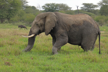 Afrikanischer Elefant im Schlamm / African elephant in the mud / Loxodonta africana