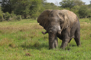 Afrikanischer Elefant im Schlamm / African elephant in the mud / Loxodonta africana