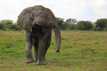 Afrikanischer Elefant / African elephant / Loxodonta africana..